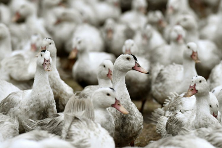 Almanya'da kuş gribi salgını!