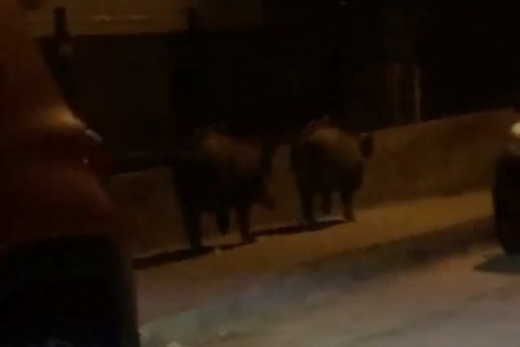Bursa Mudanya'da aç kalan domuzlar sokağa indi