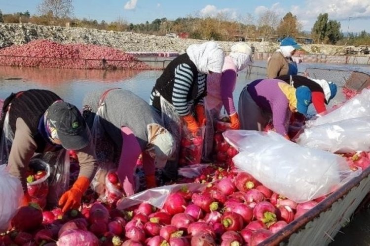 Gizemli hayırsever poşetle getirdiği parayı turp işçilerine dağıttı