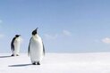 Penguenler uçamaz çünkü...