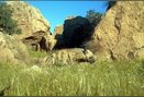 Şırnak'ta çizgili sırtlan görüntülendi