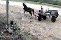  Dört nala hırsız servisi