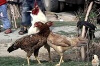 Kavga eden 2 tavuğu horoz böyle ayırdı