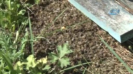 Bursa'da arı ölümleri artarak devam ediyor