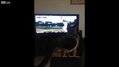 Köpek gaza gelince...