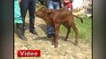 Kalbi boğazında yaşıyor