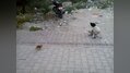 Köpekle yavru kedinin oyunu