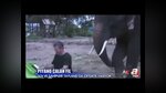 Piyano çalan fil!