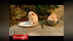 Yavru köpeğin özgürlük çabası