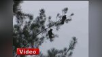 Kargayı attığı çığlıklar kurtardı
