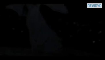Beyaz külot ve saksıyla yollara düştü (Saxı Fragman)