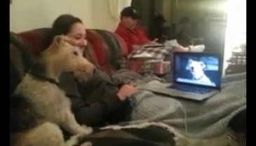 İki köpeğin Skype'de derin sohbeti