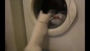 Çamaşır makinesine kafayı takan kedi