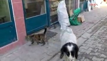  Kedi ve köpeğin örnek dostluğu