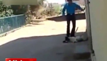 Uyuyan köpek nasıl uyandırılır?