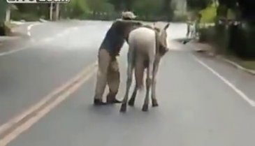 Sarhoş adam ata binmeye çalışırsa