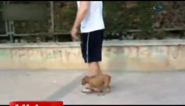 Dünyanın en yetenekli köpeği