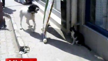 Kedi ve köpeğin güldüren görüntüsü