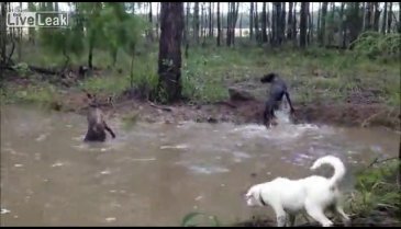 Kanguru köpeği suda boğmaya çalıştı