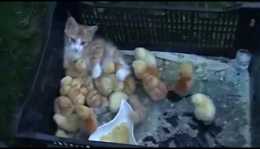 Civcivlerin yanına giren kedi şoke etti