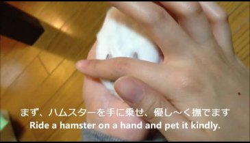 Hipnotize hamster