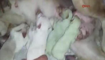 Köpekler yeşil renkte doğdu