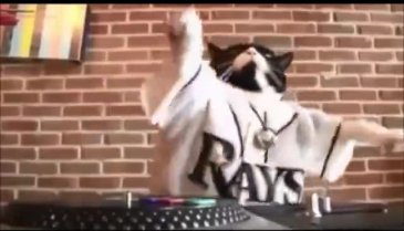 Dj kedi