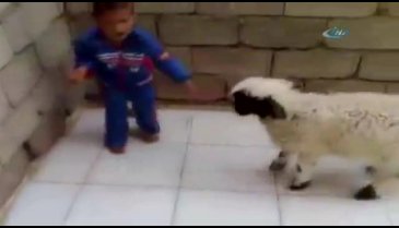 Çocuk ve kuzunun güldüren kavgası