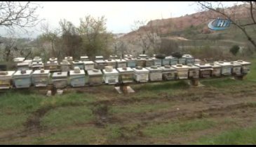 Bursa'da çamur yağdı, milyonlarca arı öldü