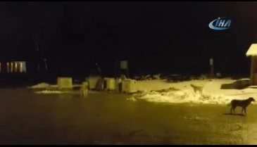 Bursa'da kış uykusundan uyandığına pişman oldu