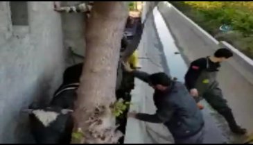 Sulama kanalında sıkışan ineği böyle kurtardılar