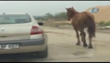 Bursa'da atı otomobiline bağlayıp koşturdu