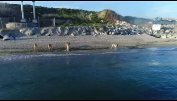 Köpeklerin drone ile imtihanı