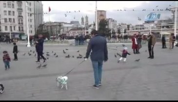 Turist Anne, çocuğuna tasma bağlayıp gezdirdi!