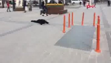 Bonzai kullanan genç yürek burktu!