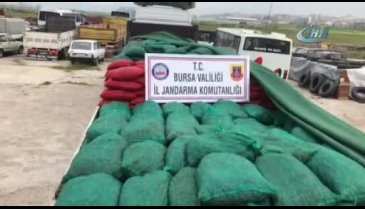 Bursa'da 30 ton kaçak midye ele geçirildi!