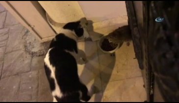 Bu da kedi maması yiyen 'sokak faresi'
