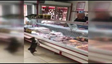 Kedi Yeşim ve kasap İkram'ın hayatını değiştiren video