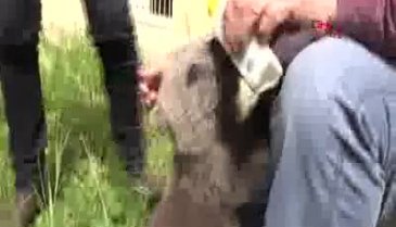 Bursa ayı barınağının 3 yavrusu kefir ve balla besleniyor