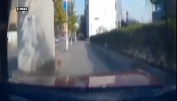 Ağacın altında kalarak can verdi!