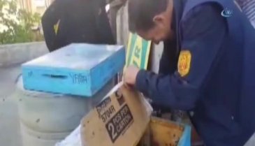 Arıları çıplak elle böyle topladı!
