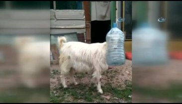 Keçi kafasını damacanaya sıkıştırdı