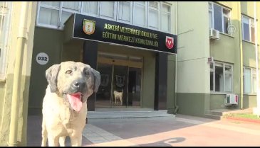 Bursa'da eğitilen "Keskin burunlar" Mehmetçik'i hain tuzaklardan kurtardı