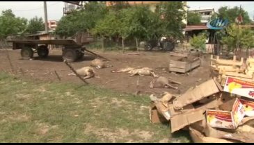 Bursa'da aç kalan köpekler 5 koyunu telef etti