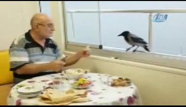Bursa'da akıllı karga her iftar sofrada