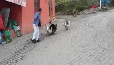 Sayaç okuma görevlisine hindi saldırısı