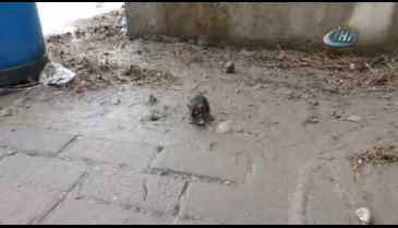Bursa'da yağmurdan ıslanan fare otobüs durağına sığındı