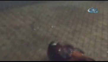 Horoz dövüştürenlere şok baskın kamerada