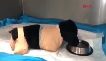 Türkiye'yi isyan ettiren olayda vali açıklama yaptı: İlk bulgular...
