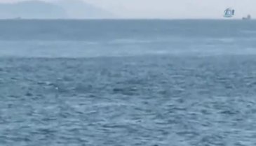 İstanbul Boğazı'nda yunuslardan görsel şölen
